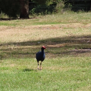 Porphyrio melanotus at Wollogorang, NSW - 6 Nov 2024