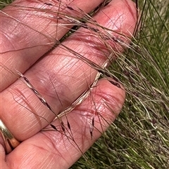 Nassella trichotoma (Serrated Tussock) at Cook, ACT - 5 Nov 2024 by lbradley