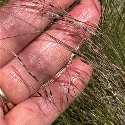 Nassella trichotoma (Serrated Tussock) at Cook, ACT - 5 Nov 2024 by lbradley