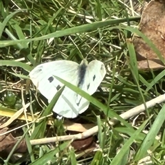 Pieris rapae (Cabbage White) at Cook, ACT - 5 Nov 2024 by lbradley