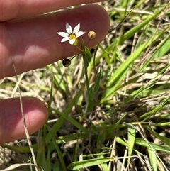 Sisyrinchium micranthum (Blue Pigroot) at Yarralumla, ACT - 5 Nov 2024 by lbradley