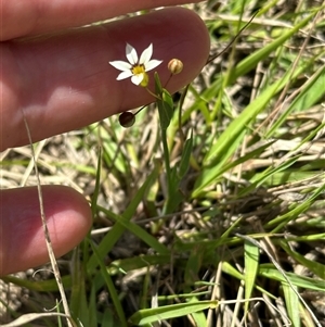 Sisyrinchium micranthum at Yarralumla, ACT - 5 Nov 2024 01:24 PM