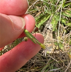 Sisyrinchium micranthum at Yarralumla, ACT - 5 Nov 2024 01:24 PM