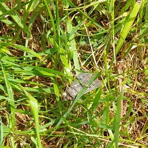 Agrotis infusa at Kambah, ACT - 3 Nov 2024