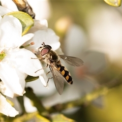 Melangyna viridiceps (Hover fly) at Higgins, ACT - 6 Sep 2024 by AlisonMilton