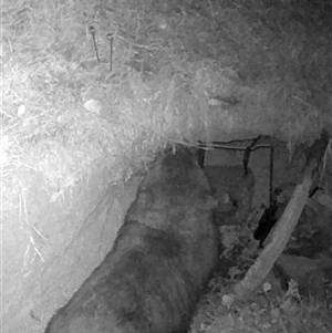 Vombatus ursinus (Common wombat, Bare-nosed Wombat) at Kangaroo Valley, NSW by lbradley