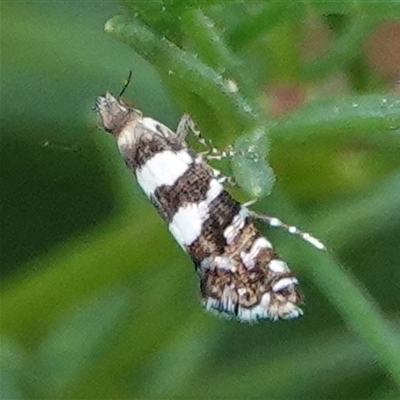 Glyphipterix meteora (A Sedge Moth) at Hall, ACT - 5 Nov 2024 by Anna123