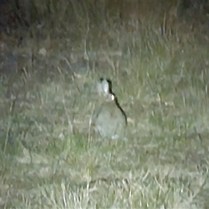 Oryctolagus cuniculus at Higgins, ACT - 5 Nov 2024