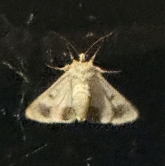 Helicoverpa (genus) (A bollworm) at Kangaroo Valley, NSW - 5 Nov 2024 by lbradley