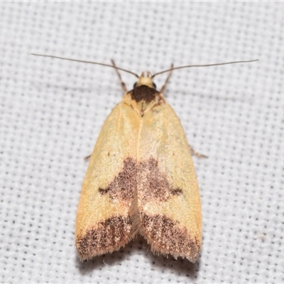 Ageletha hemiteles (Webbing Moth) at Jerrabomberra, NSW - 5 Nov 2024 by DianneClarke