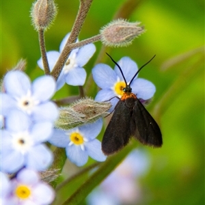 Pollanisus subdolosa or other at Penrose, NSW - suppressed