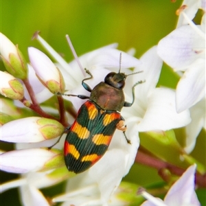 Castiarina sexplagiata at Penrose, NSW by Aussiegall