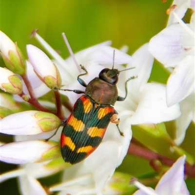 Castiarina sexplagiata (Jewel beetle) at Penrose, NSW by Aussiegall
