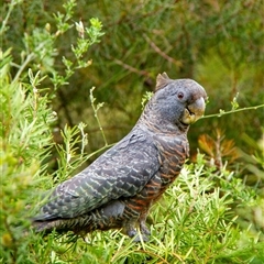 Callocephalon fimbriatum (Gang-gang Cockatoo) at Penrose, NSW - 2 Nov 2024 by Aussiegall