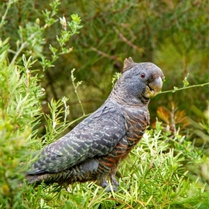 Callocephalon fimbriatum (Gang-gang Cockatoo) at Penrose, NSW by Aussiegall