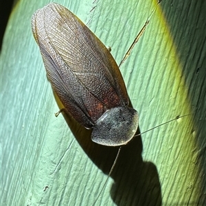 Laxta granicollis at Ainslie, ACT - 3 Nov 2024