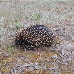 Tachyglossus aculeatus (Short-beaked Echidna) at Penrose, NSW - 5 Nov 2024 by Aussiegall