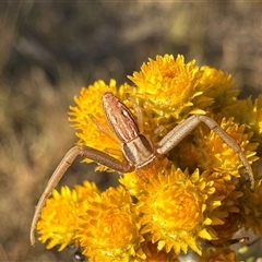 Runcinia acuminata at Ainslie, ACT - 5 Nov 2024 by Pirom