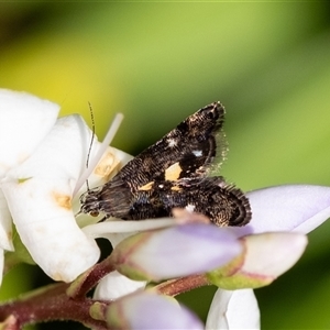 Heliothela (genus) at Penrose, NSW - 4 Nov 2024