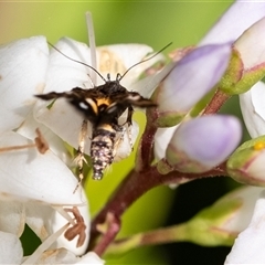 Heliothela (genus) at Penrose, NSW - 4 Nov 2024