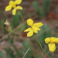 Goodenia pinnatifida (Scrambled Eggs) at Fyshwick, ACT - 5 Nov 2024 by SandraH