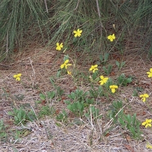 Goodenia pinnatifida at Fyshwick, ACT - 5 Nov 2024