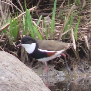 Erythrogonys cinctus at Whitlam, ACT - 5 Nov 2024