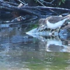 Actitis hypoleucos (Common Sandpiper) at Greenway, ACT - 11 Oct 2024 by SandraH