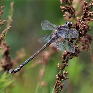 Petalura litorea at North Stradbroke Island, QLD - 23 Jan 2022