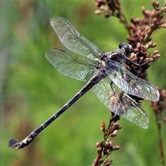 Petalura litorea at North Stradbroke Island, QLD - 23 Jan 2022