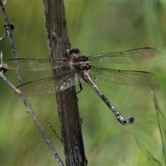 Petalura litorea at North Stradbroke Island, QLD - 23 Jan 2022