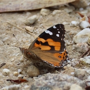 Vanessa kershawi (Australian Painted Lady) at Moruya, NSW by LisaH