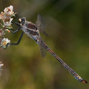 Petalura gigantea (Giant Dragonfly, South-Eastern Petaltail) at Blackheath, NSW by MichaelBedingfield