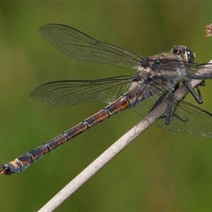 Petalura gigantea at Blackheath, NSW - 12 Dec 2023