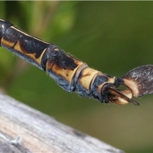 Petalura gigantea at Blackheath, NSW - 12 Dec 2023