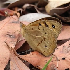 Heteronympha merope (Common Brown Butterfly) at Moruya, NSW - 5 Nov 2024 by LisaH