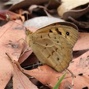 Heteronympha merope (Common Brown Butterfly) at Moruya, NSW by LisaH