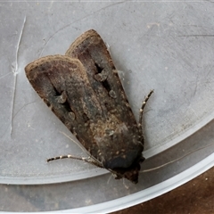 Agrotis infusa (Bogong Moth, Common Cutworm) at Moruya, NSW - 5 Nov 2024 by LisaH