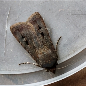 Agrotis infusa (Bogong Moth, Common Cutworm) at Moruya, NSW by LisaH