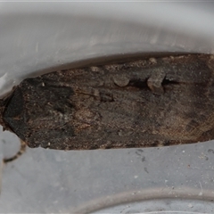 Agrotis infusa at Moruya, NSW - suppressed