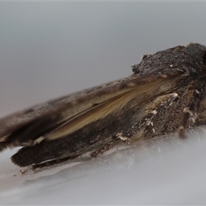 Agrotis infusa at Moruya, NSW - 5 Nov 2024