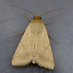 Australothis rubrescens at Moruya, NSW - 5 Nov 2024