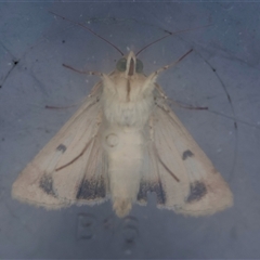 Australothis rubrescens at Moruya, NSW - 5 Nov 2024