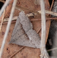 Epidesmia (genus) (Epidesmia moth) at Moruya, NSW - 5 Nov 2024 by LisaH