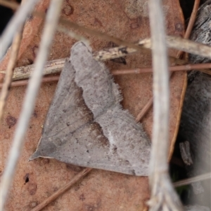 Epidesmia (genus) (Epidesmia moth) at Moruya, NSW by LisaH