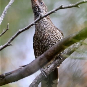 Anthochaera chrysoptera (Little Wattlebird) at Moruya, NSW by LisaH