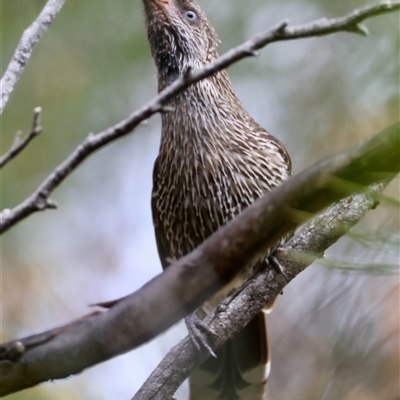 Anthochaera chrysoptera (Little Wattlebird) at Moruya, NSW - 5 Nov 2024 by LisaH