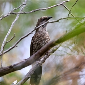 Anthochaera chrysoptera at Moruya, NSW - suppressed