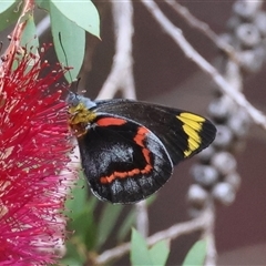 Delias nigrina (Black Jezebel) at Moruya, NSW - 5 Nov 2024 by LisaH