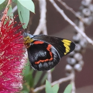 Delias nigrina (Black Jezebel) at Moruya, NSW by LisaH